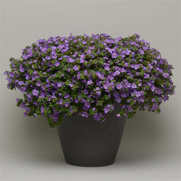 PLANT NAME Container