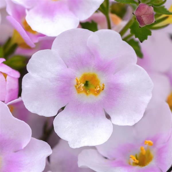 PLANT NAME Bloom