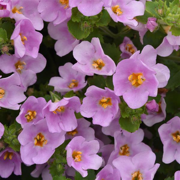 PLANT NAME Bloom