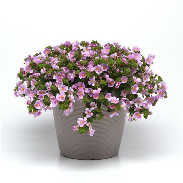 PLANT NAME Container