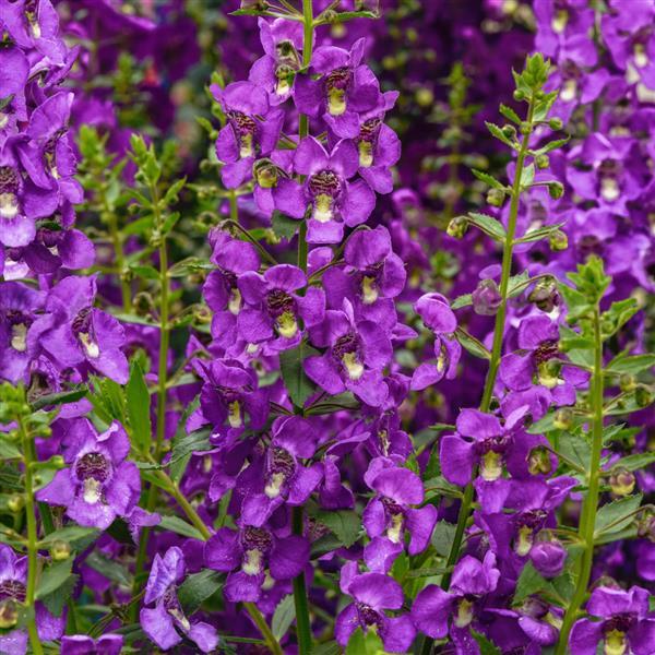 PLANT NAME Bloom
