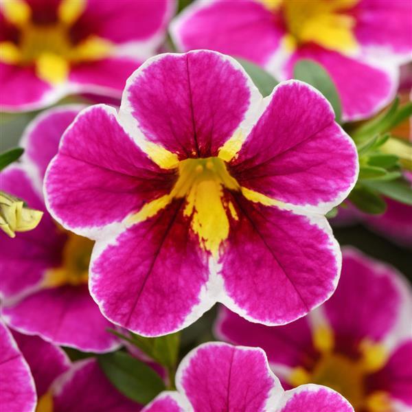 PLANT NAME Bloom