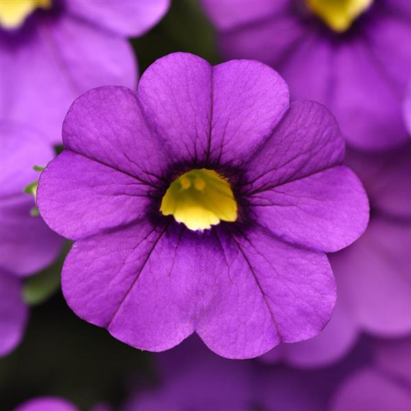 PLANT NAME Bloom