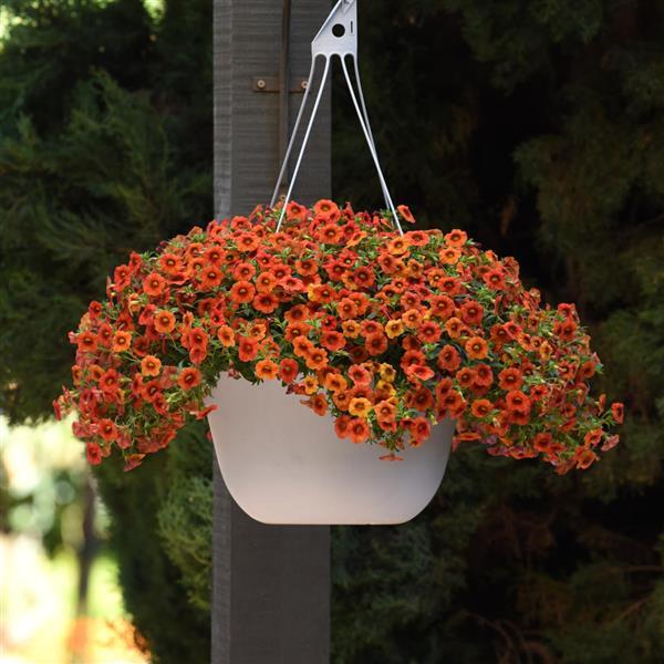 PLANT NAME Basket