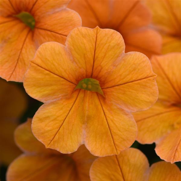 PLANT NAME Bloom