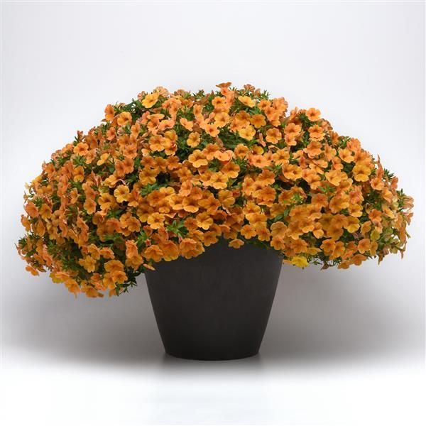 PLANT NAME Container