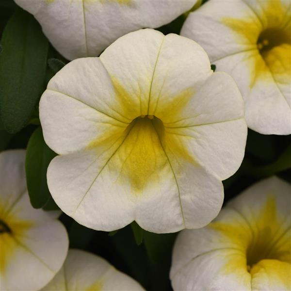 PLANT NAME Bloom