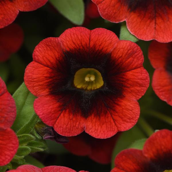 PLANT NAME Bloom