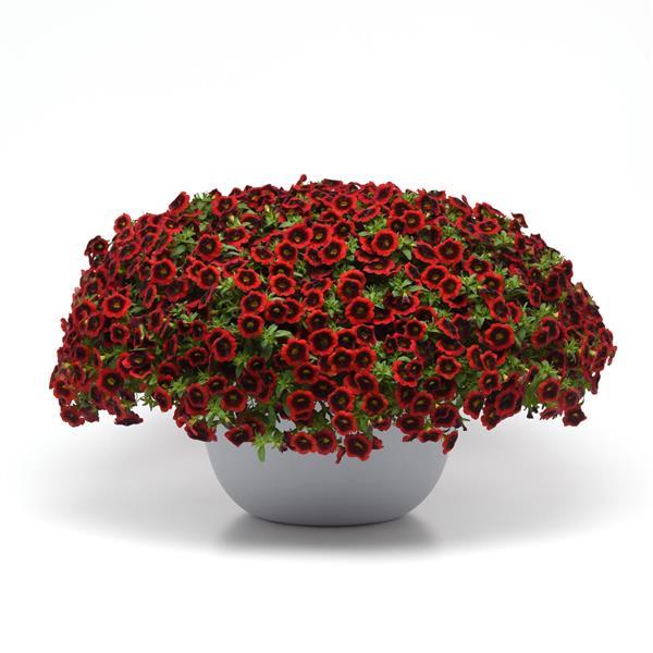 PLANT NAME Container