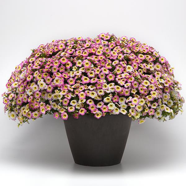 PLANT NAME Container