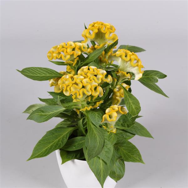 PLANT NAME Container