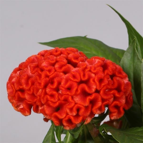 PLANT NAME Bloom