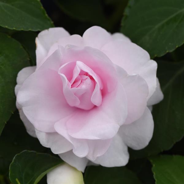 PLANT NAME Bloom