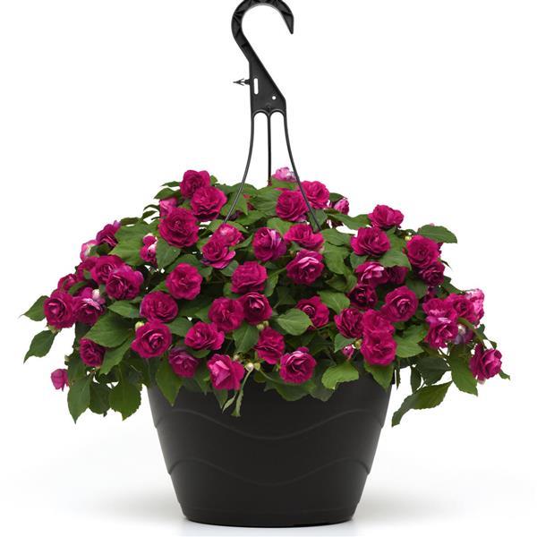 PLANT NAME Basket