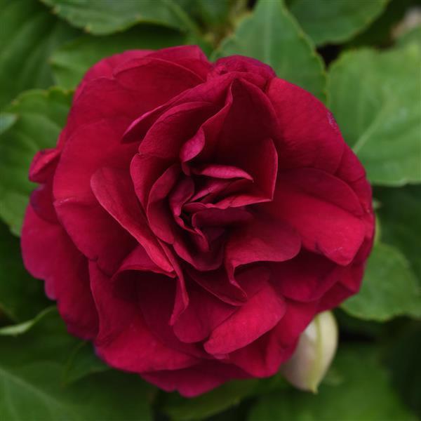 PLANT NAME Bloom