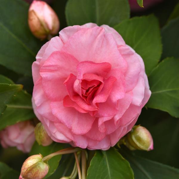 PLANT NAME Bloom