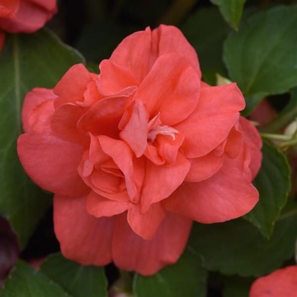 PLANT NAME Bloom