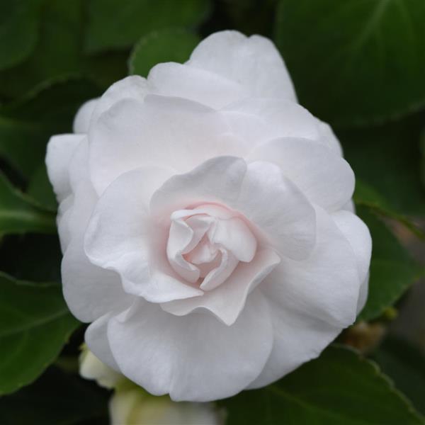 PLANT NAME Bloom