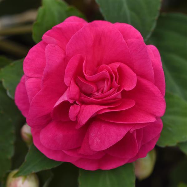 PLANT NAME Bloom