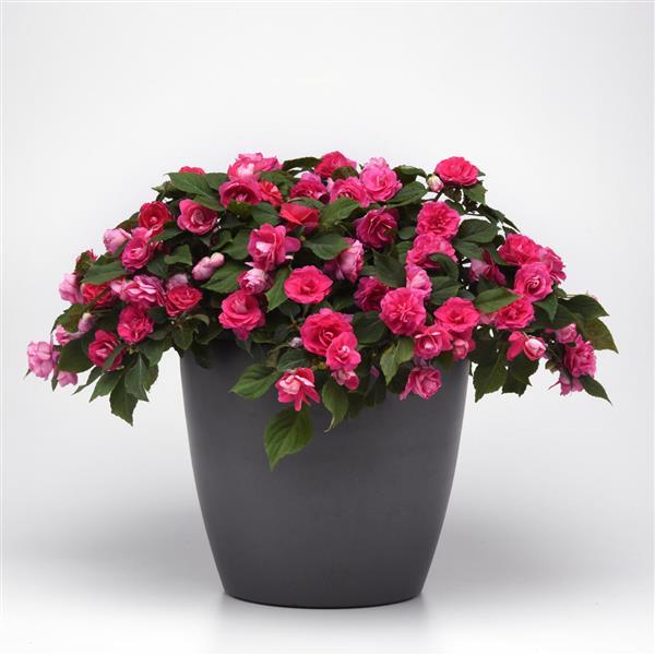 PLANT NAME Container