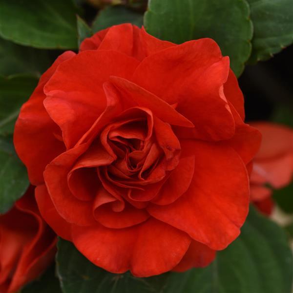 PLANT NAME Bloom