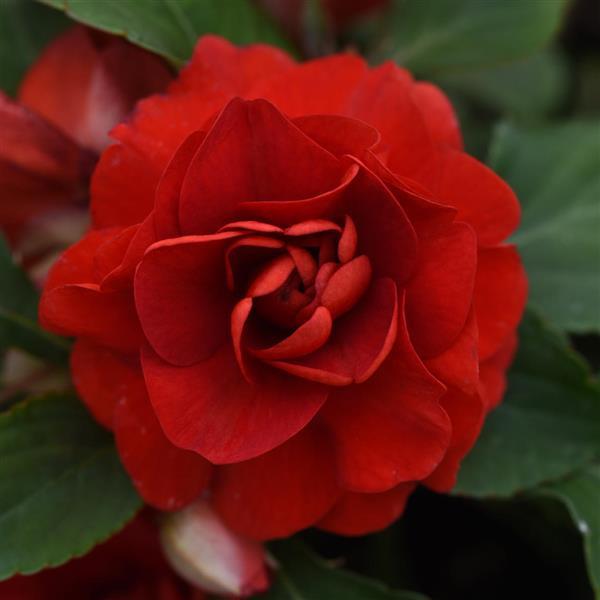 PLANT NAME Bloom