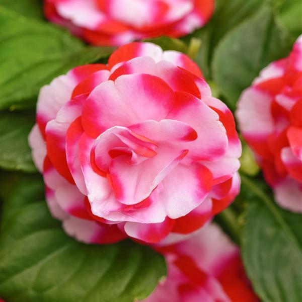 PLANT NAME Bloom
