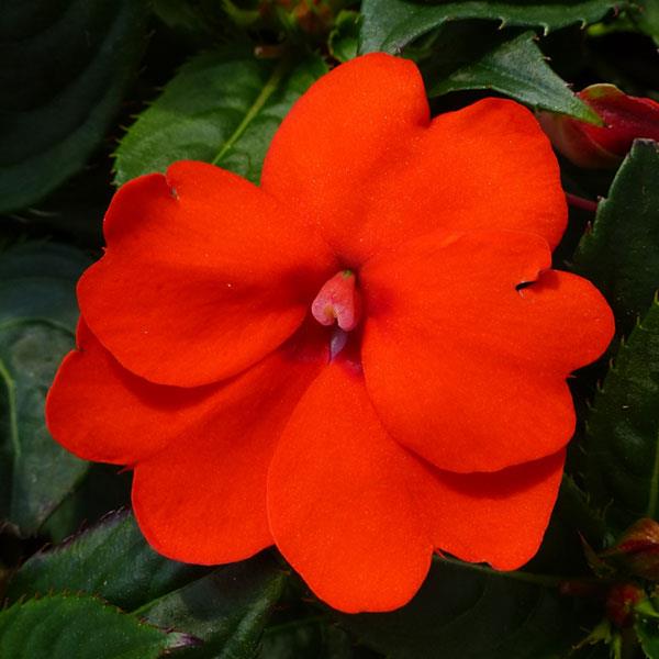 PLANT NAME Bloom
