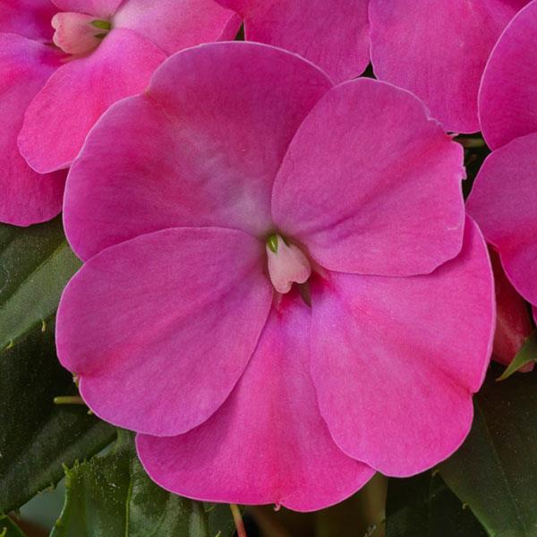 PLANT NAME Bloom