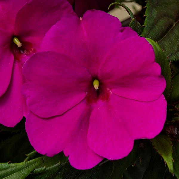 PLANT NAME Bloom