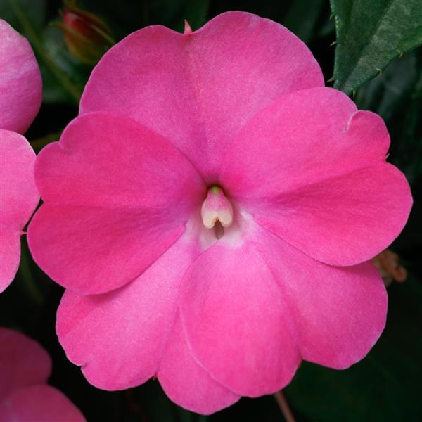 PLANT NAME Bloom