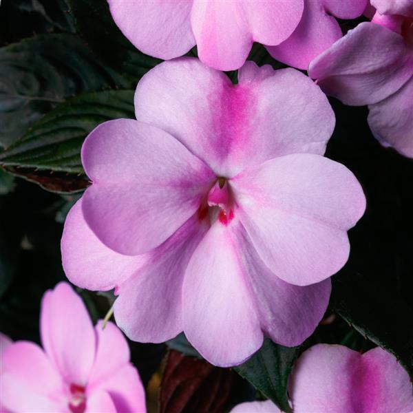 PLANT NAME Bloom