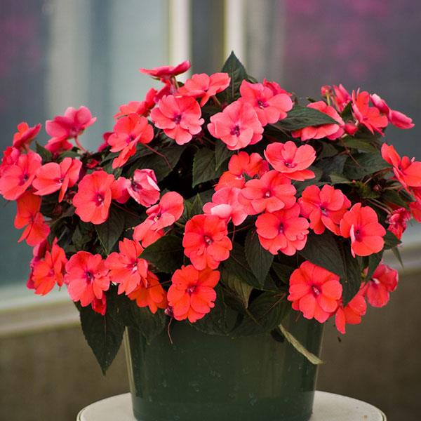 PLANT NAME Container