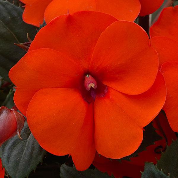 PLANT NAME Bloom
