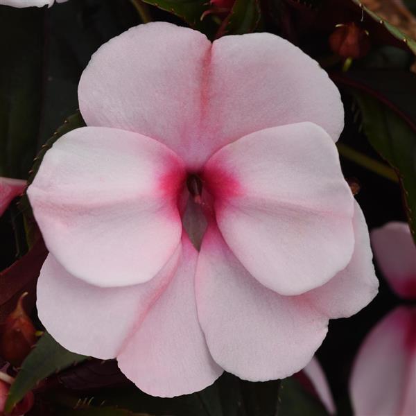 PLANT NAME Bloom