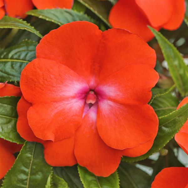 PLANT NAME Bloom