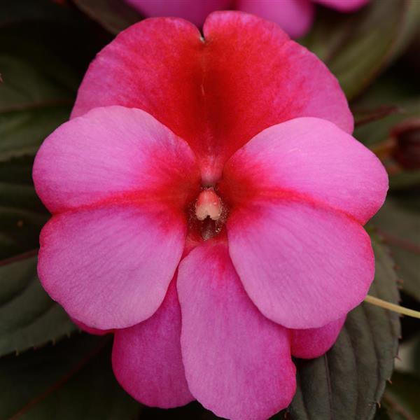 PLANT NAME Bloom