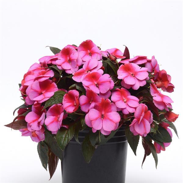 PLANT NAME Container