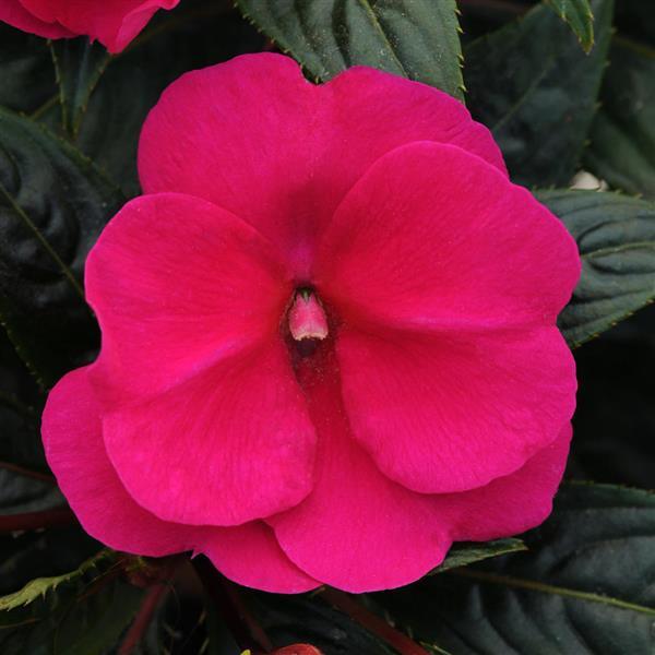 PLANT NAME Bloom