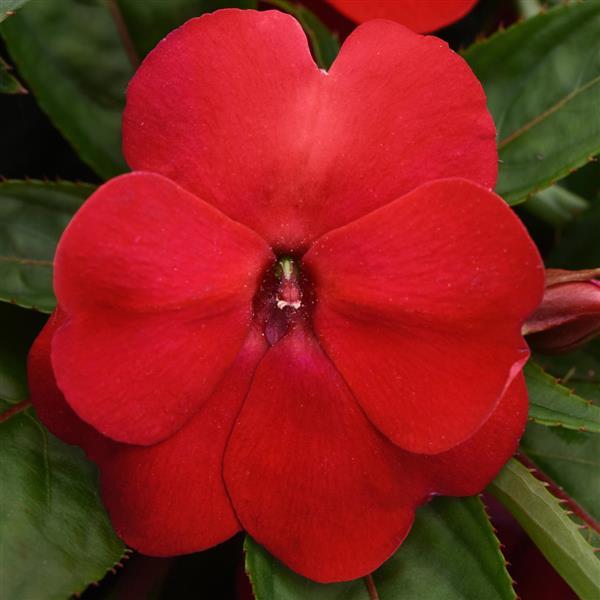 PLANT NAME Bloom