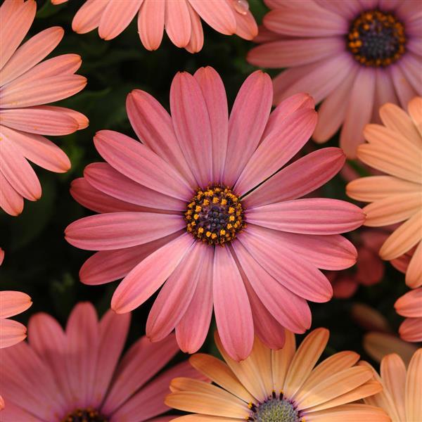 PLANT NAME Bloom