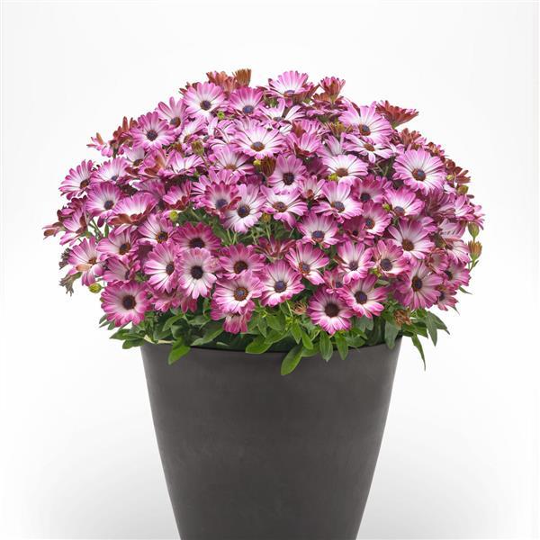 PLANT NAME Container