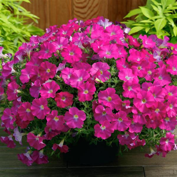 PLANT NAME Container