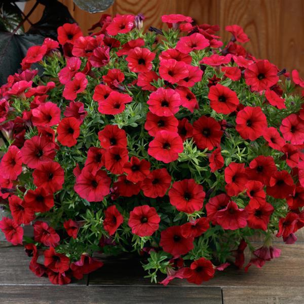 PLANT NAME Container