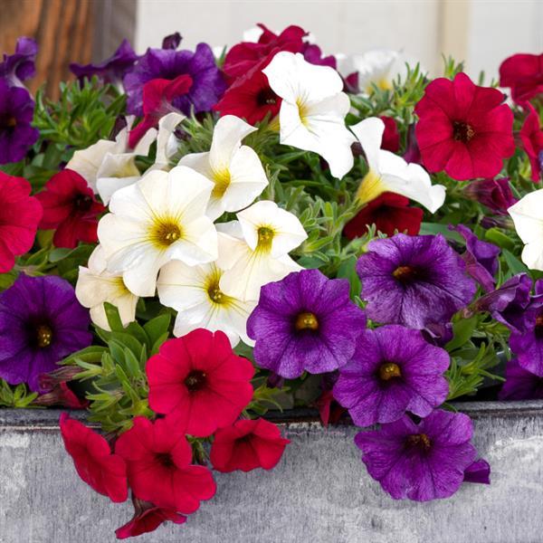 PLANT NAME Bloom