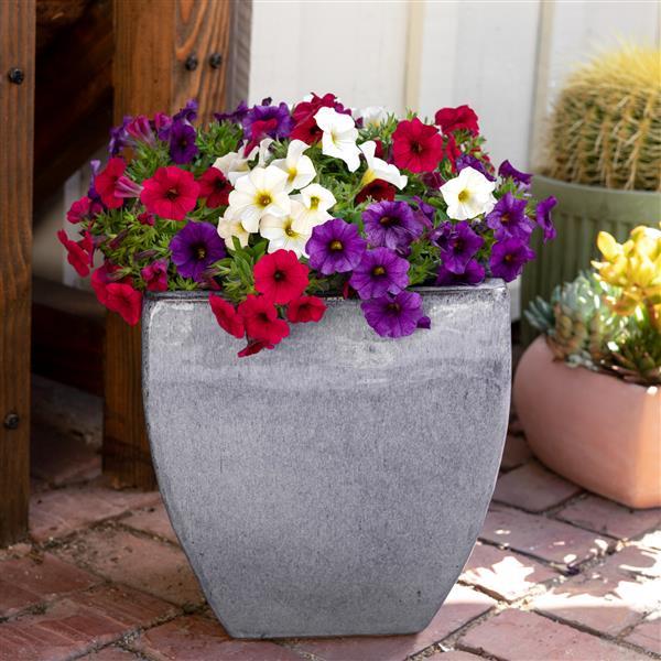 PLANT NAME Container