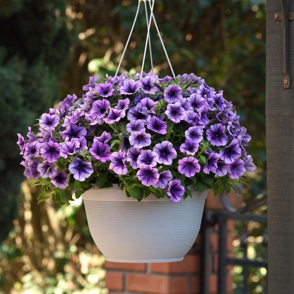 PLANT NAME Basket
