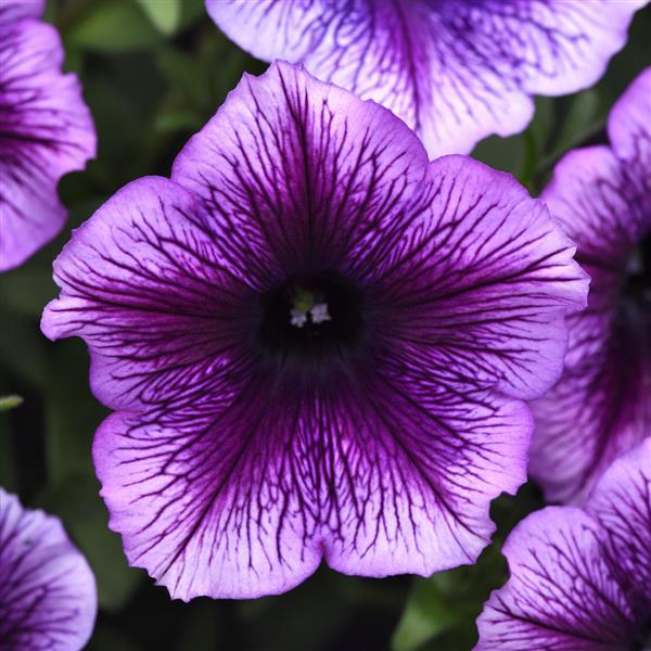 PLANT NAME Bloom