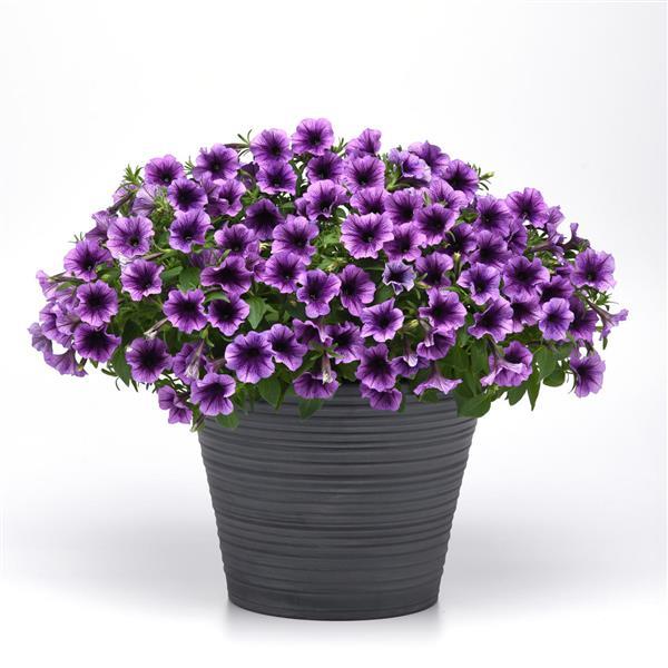 PLANT NAME Container