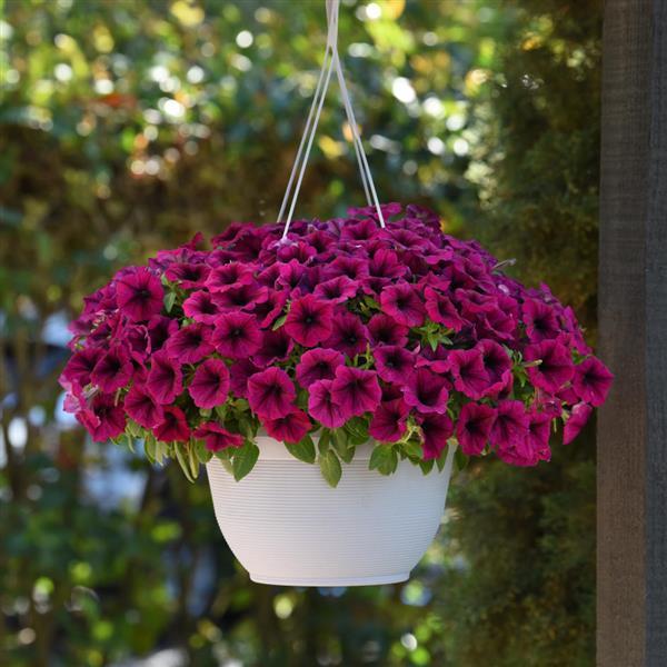 PLANT NAME Basket